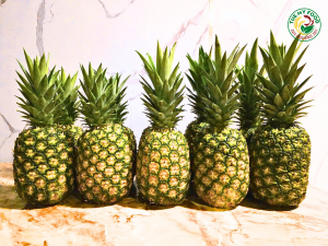 Dứa MD2 năng suất vượt trội