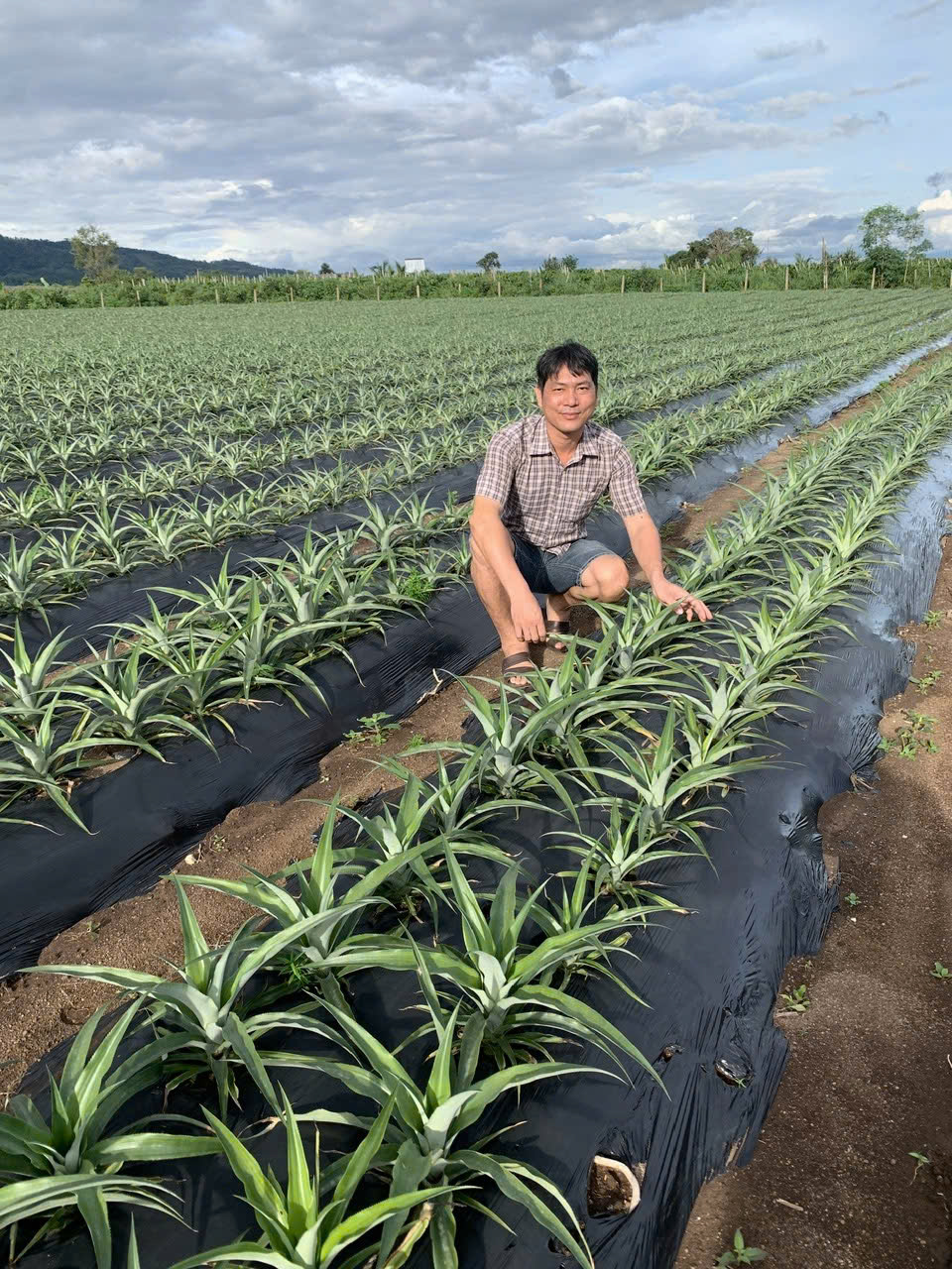 Cây Giống Dứa 3