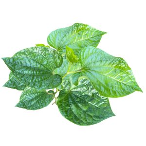 Lá Lốt