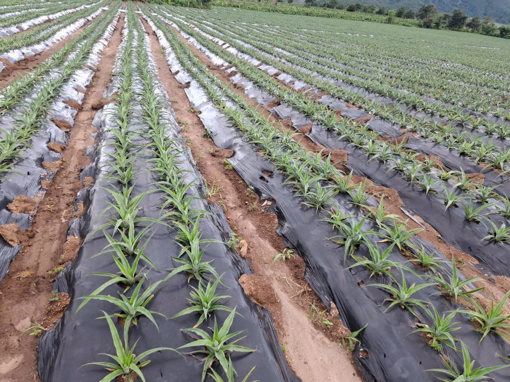 Z6976387193566 7696735e92b8ce0723f8223554a4a2da