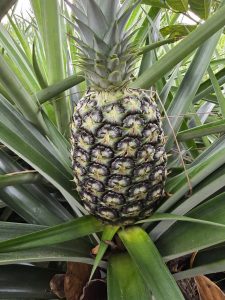 Dứa MD2 năng suất và giá trị kinh tế cao