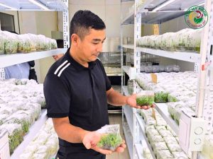 Cây giống dứa MD2 cấy mô