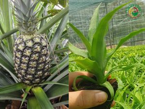 Giống dứa MD2 chuẩn