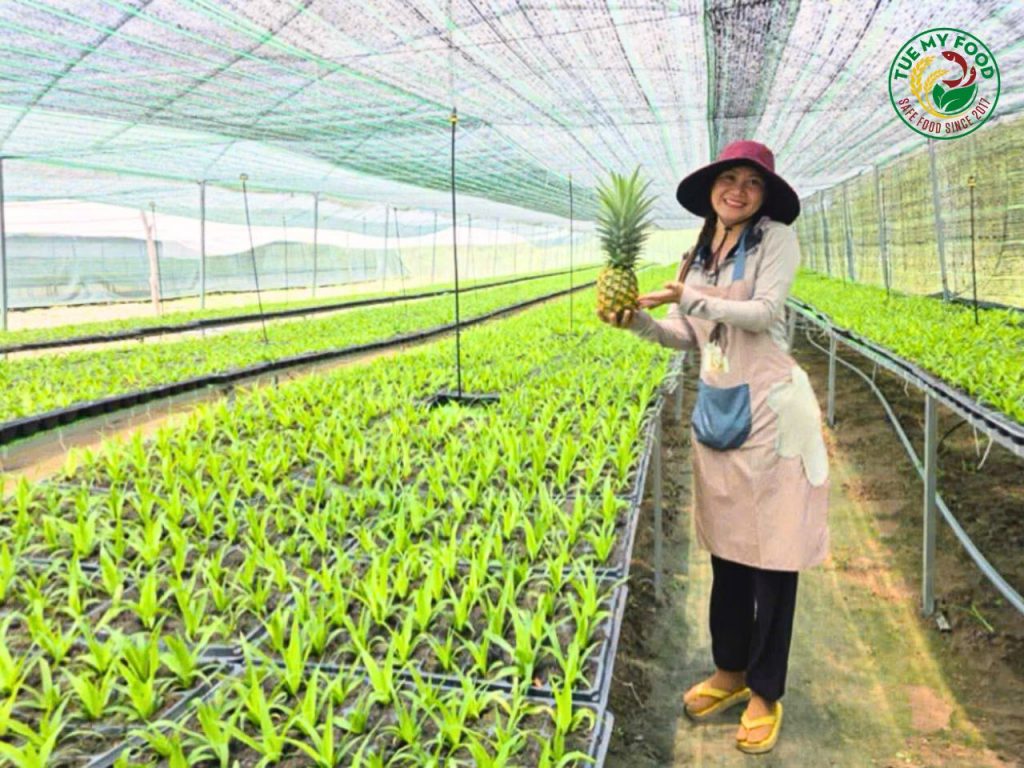 Nhà huấn luyện cây giống dứa MD2