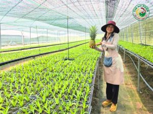 Nhà huấn luyện cây giống dứa MD2