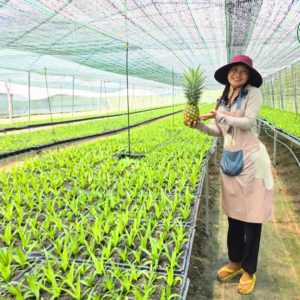 Nhà huấn luyện cây giống dứa MD2
