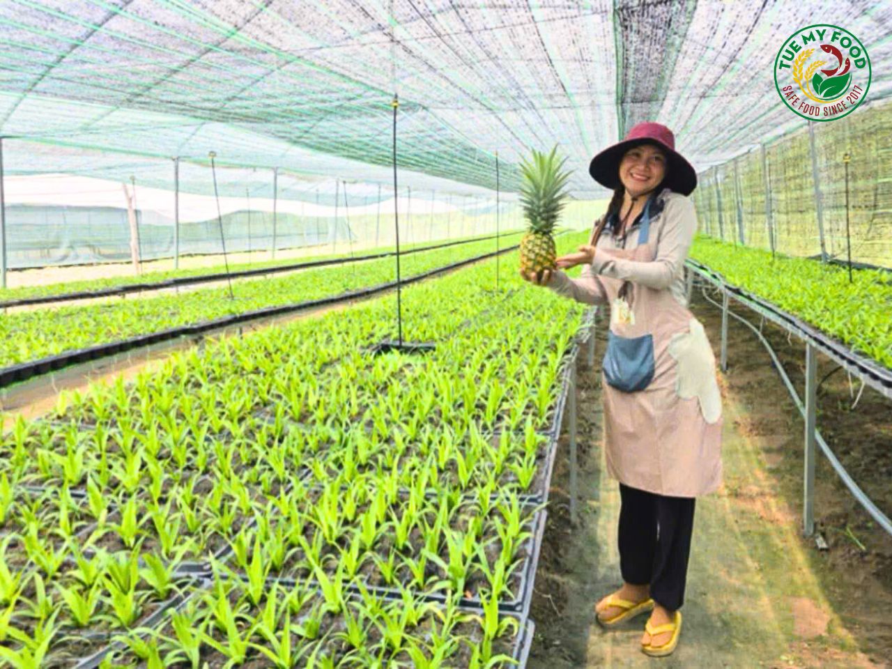 D3333 Nhà huấn luyện cây giống dứa MD2