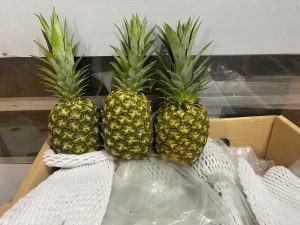 Kỹ thuật bảo quản sau thu hoạch giúp dứa MD2