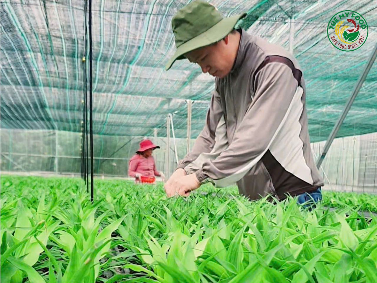 Cây giống dứa MD2