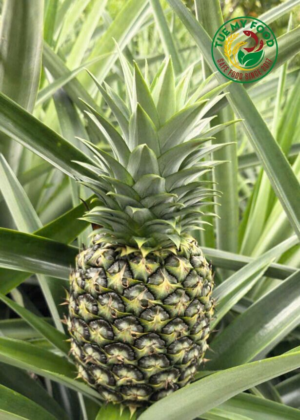 Dứa MD2 mang thông điệp rất đẹp: “Gốc vững – ngọn cao – quả ngọt”.